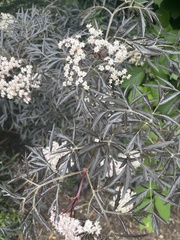 Lyonothamnus