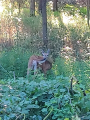Odocoileus virginianus