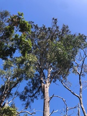 Casuarina cristata