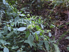 Phaulopsis imbricata