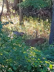 Odocoileus virginianus
