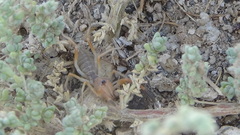 Galeodidae