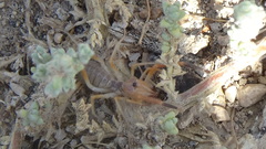 Galeodidae