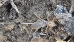 Galeodidae