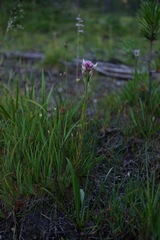 Castilleja lassenensis