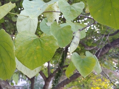 Cercis canadensis