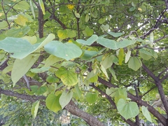 Cercis canadensis