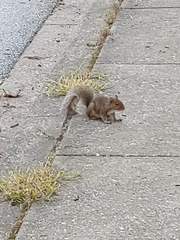 Sciurus carolinensis