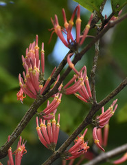 Dendrophthoe curvata