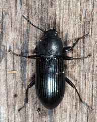 Centronopus calcaratus