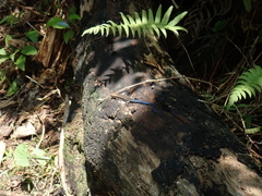 Plestiodon marginatus