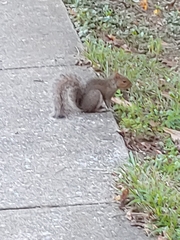 Sciurus carolinensis