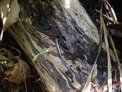 Plestiodon marginatus