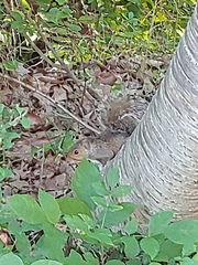 Sciurus carolinensis