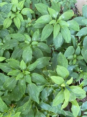 Alstroemeria psittacina