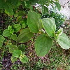 Pleroma heteromallum