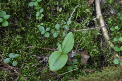 Neottia convallarioides