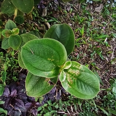 Pleroma heteromallum