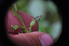 Neottia convallarioides