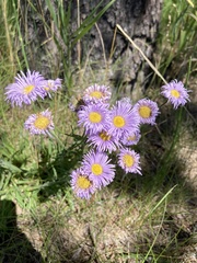Erigeron glabellus pubescens
