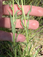 Erigeron glabellus pubescens