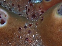 Bergia puertoricense