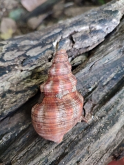 Filifusus filamentosus