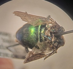 Microdon fulgens