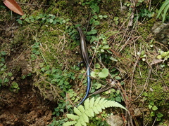 Plestiodon marginatus