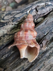 Filifusus filamentosus