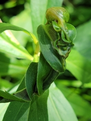 Asphondylia solidaginis