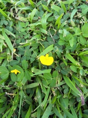 Arachis duranensis