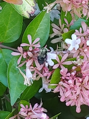 Bombus impatiens