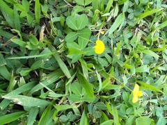 Arachis duranensis
