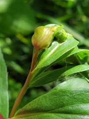 Asphondylia solidaginis