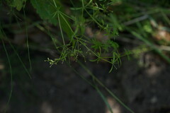 Galium asprellum