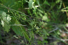 Galium asprellum
