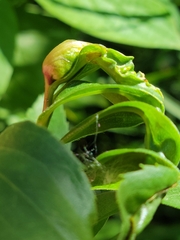 Asphondylia solidaginis