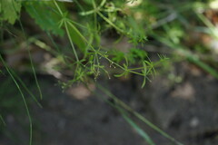 Galium asprellum