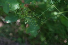 Galium asprellum