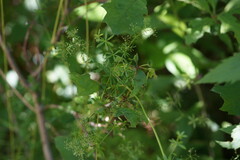 Galium asprellum