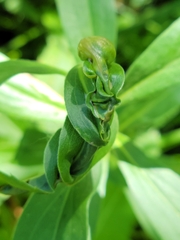 Asphondylia solidaginis