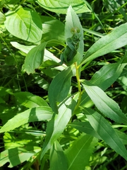 Asphondylia solidaginis