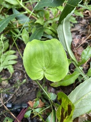 Parnassia asarifolia