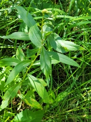 Asphondylia solidaginis