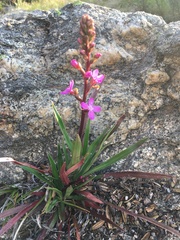 Stylidium montanum