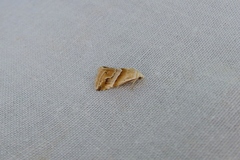 Eublemma cochylioides