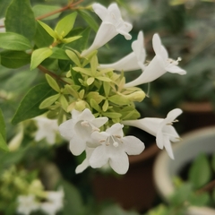 Abelia chinensis