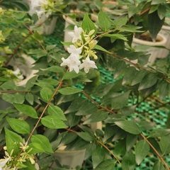Abelia chinensis