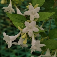 Abelia chinensis